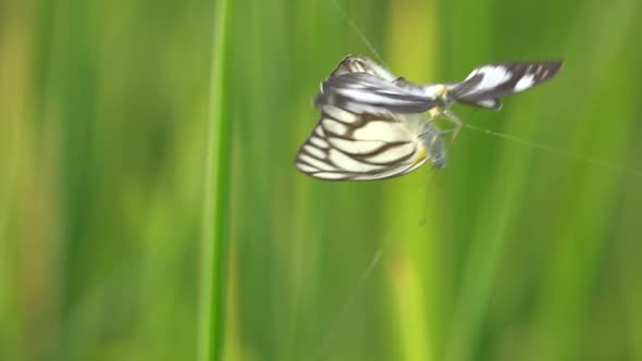 Slow motion two butterflies trapped 