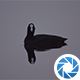 Water Bird - VideoHive Item for Sale