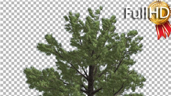 Top of Tree Loblolly Pine Coniferous Evergreen