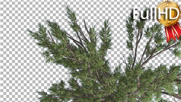 Pine Crown Pinus Taeda Loblolly Pine Coniferous