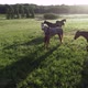 Aerial view of herd of horses grazing in the green grass. A group of beautiful breeding horses - VideoHive Item for Sale