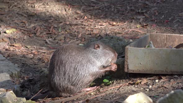 Closeup with Nutria Holding a Piece of Food in Hands Eating Carrot and Enjoying Sunshine Between the