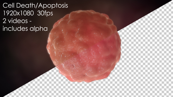 Cell Death Apoptosis