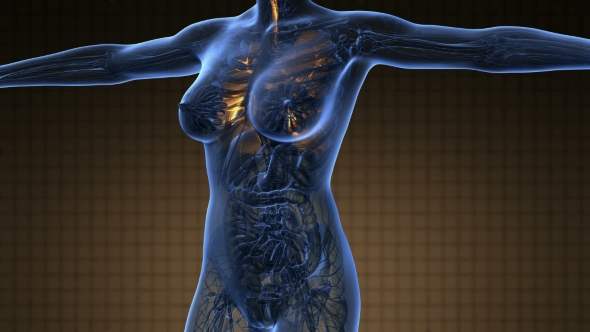 Human Body with Visible Lungs alt
