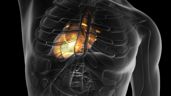 Anatomy Scan of Human Heart alt