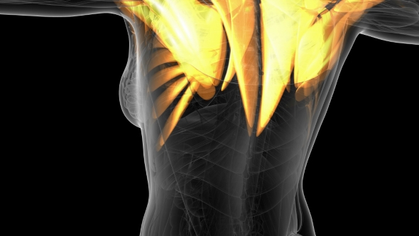 Human Muscle Anatomy alt