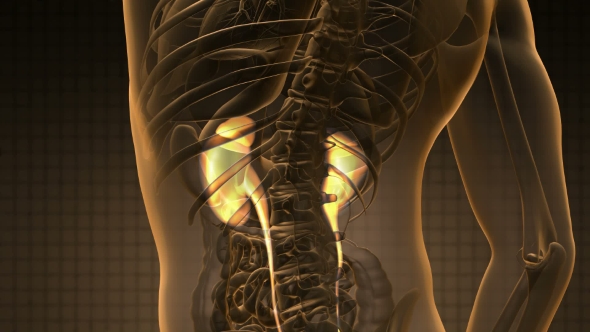 Anatomy Scan of Human Kidneys alt