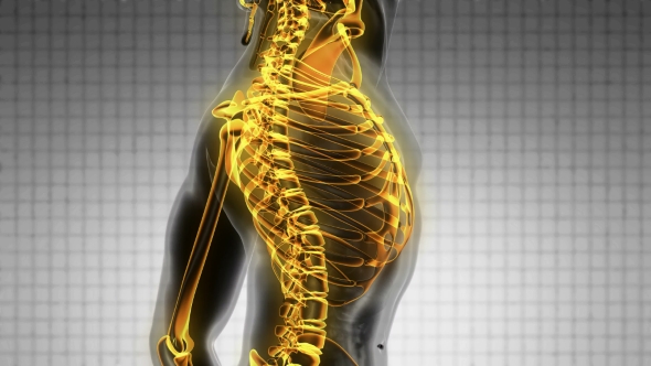 Human Body with Visible Skeletal Bones alt