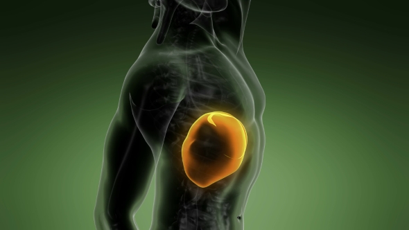 Anatomy Scan of Human Liver alt