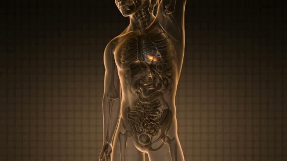 Anatomy Scan of Human Heart alt