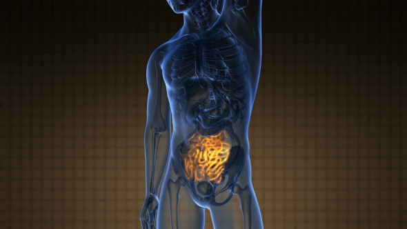 Anatomy Scan of Human Small Intestine alt