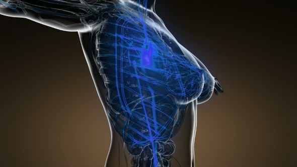 Human Body with Glow Blood Vessels alt