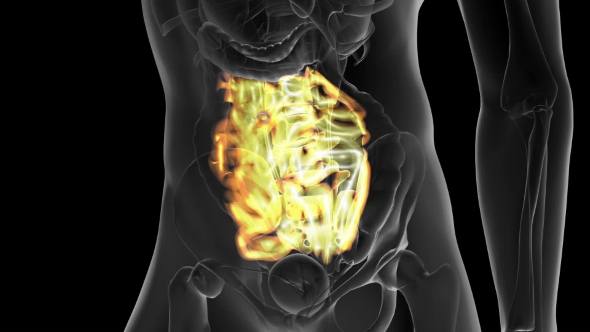 Anatomy Scan of Human Small Intestine alt