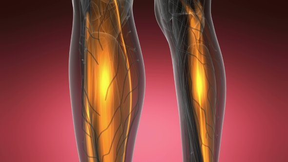 Human Muscle Anatomy alt