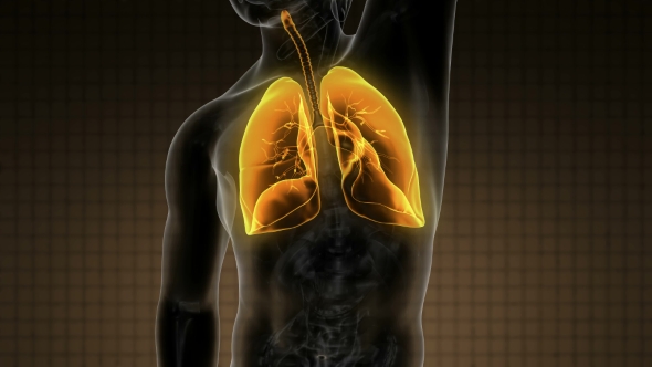 Human Body with Visible Lungs alt