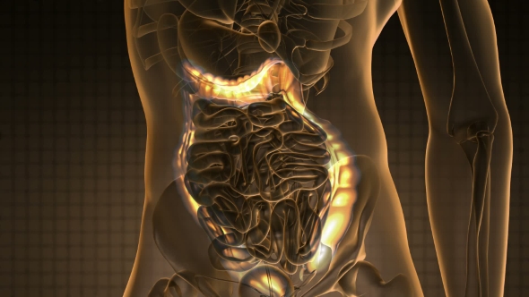 Anatomy Scan of Human Colon alt