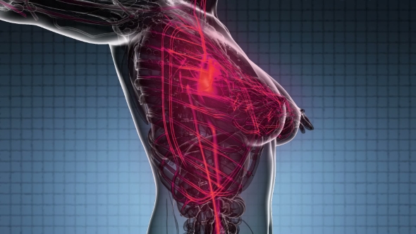 Human Body with Glow Blood Vessels alt