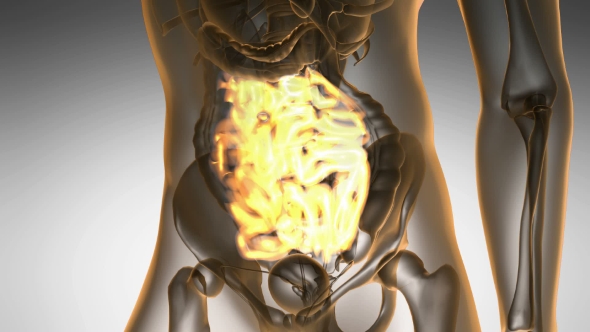 Anatomy Scan of Human Small Intestine alt