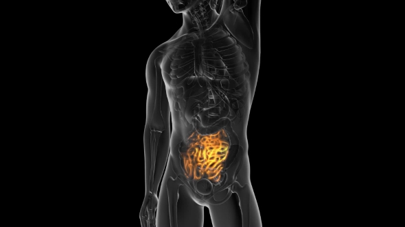 Anatomy Scan of Human Small Intestine alt