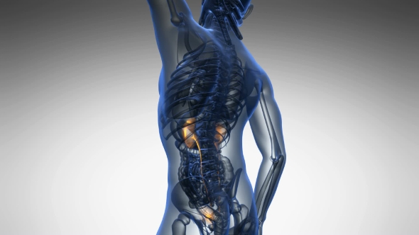 Anatomy Scan of Human Kidneys alt