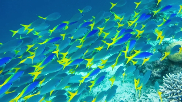 School of Yellow Tail Fusilier, Caesio Cuning, Moving Along the Coral Riff , Raja Ampat, Indonesia
