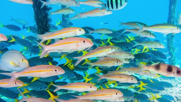 School of Barbel and Yellow Tail Fusilier Seek Shelter Under Pier Pole, Kri Island, Raja Ampat