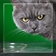 Cat On Green Background 2 - VideoHive Item for Sale