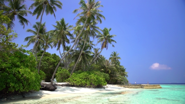 Tropical Landscape with Palm Trees and the Beach.