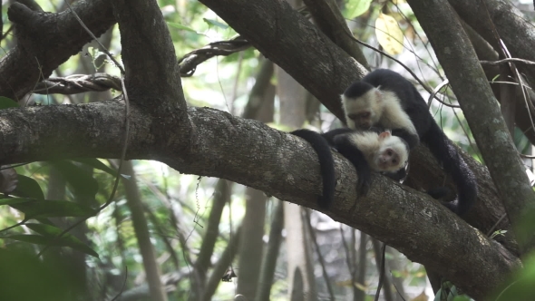 A Pair of White Face Monkeys Taking Care of Each Other