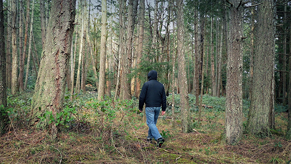 Person Walks Through Woodland