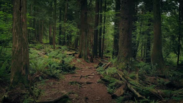 Gliding Along Scenic Forest Path