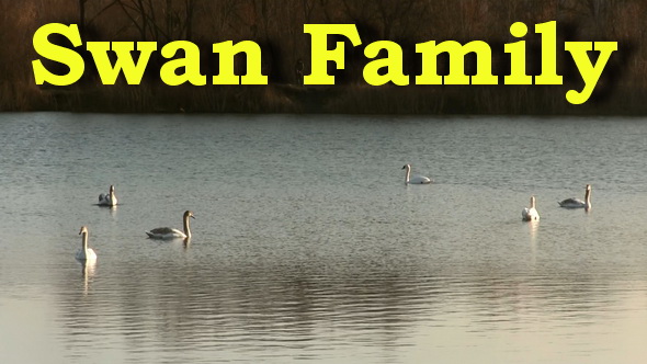 Beautiful Mute Swan Family Of Six Swimming In The Pond