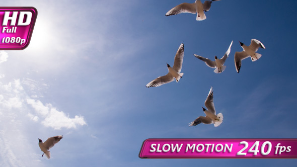 Flock Of Seagulls In The Azure Sky alt