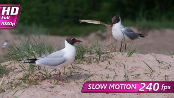 Pair Settles Gulls Nest