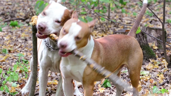 Young Dog Playing in the Meadow, Pit Bull Terrier