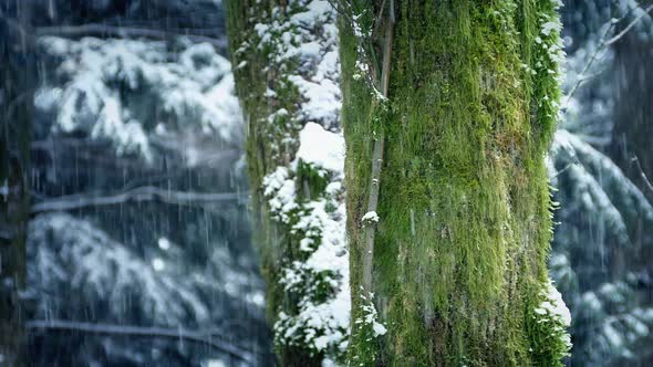 Mossy Tree Trunks With Snow Falling alt