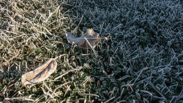 Frozen Leafs and Grass Deicing with Sun