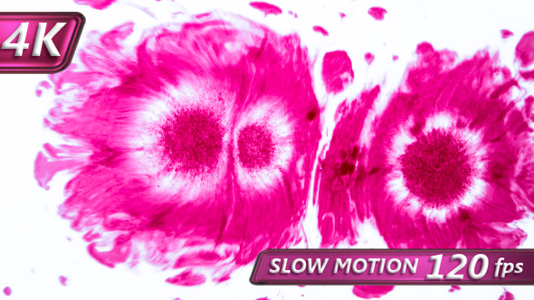 PInk Flowers On White alt