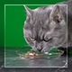 Cat On Green Background 4 - VideoHive Item for Sale