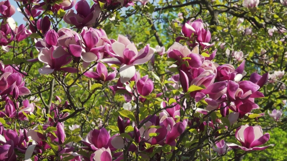 Blooming Magnolia Flower