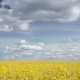 Rapeseed Field Under a Blue Sky with Clouds - VideoHive Item for Sale