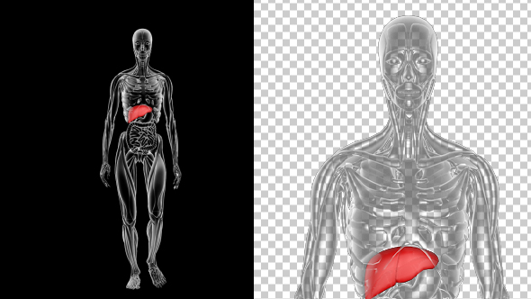 Woman Anatomy Liver