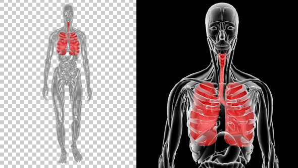 Female Anatomy of Human Respiratory System