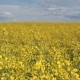 Rapeseed Field Under a Blue Sky with Clouds - VideoHive Item for Sale
