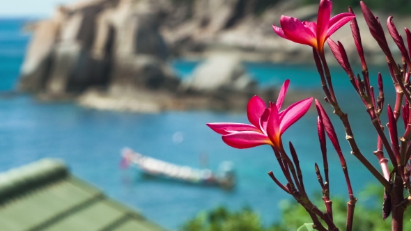 Vivid Red Blossom Plumeria. Longtail Boat in the Blue Bay in Background. Thailand, Asia