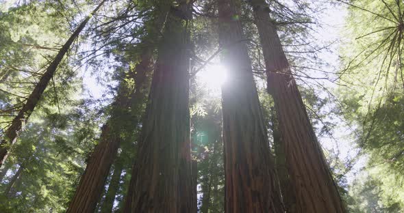 Sun peeking Through Redwood Trees in Muir Woods California