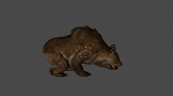 BrownBear Attack Pack 02 4 In 1 alt