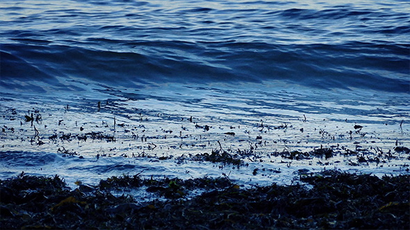 Waves Breaking On Seaweed In The Evening
