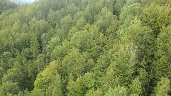 Trees in the Mountains Slow Motion. Aerial View of the Carpathian Mountains in Autumn. Ukraine