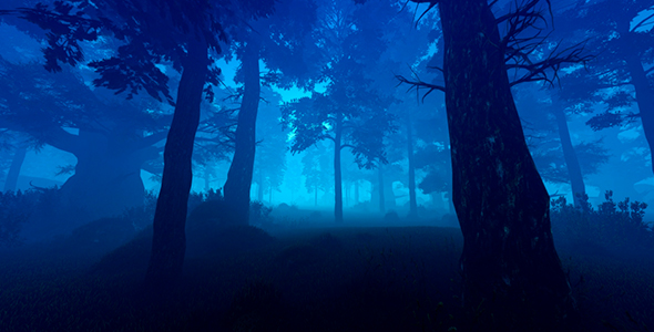 Evening Forest